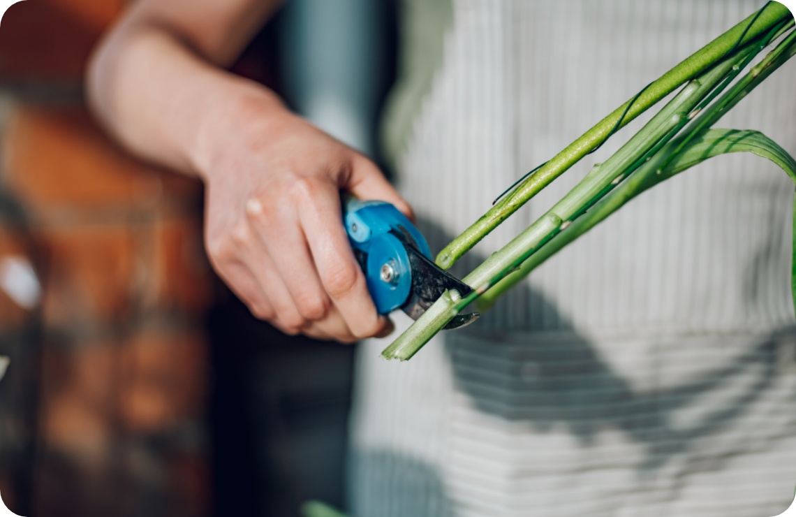 Person kürzt harte Blumenstiele.
