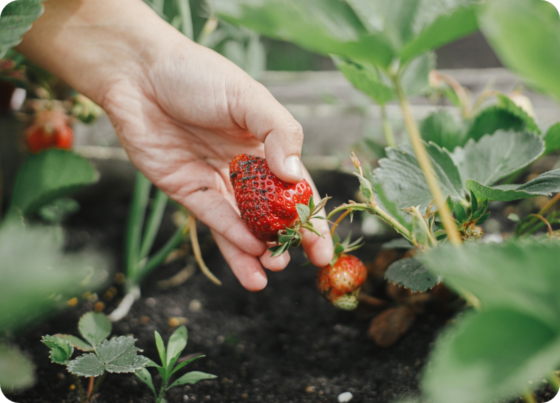 Hand pflückt reife Erdbeere von Pflanze im Gartenbeet mit dunkler Erde und grünen Blättern.
