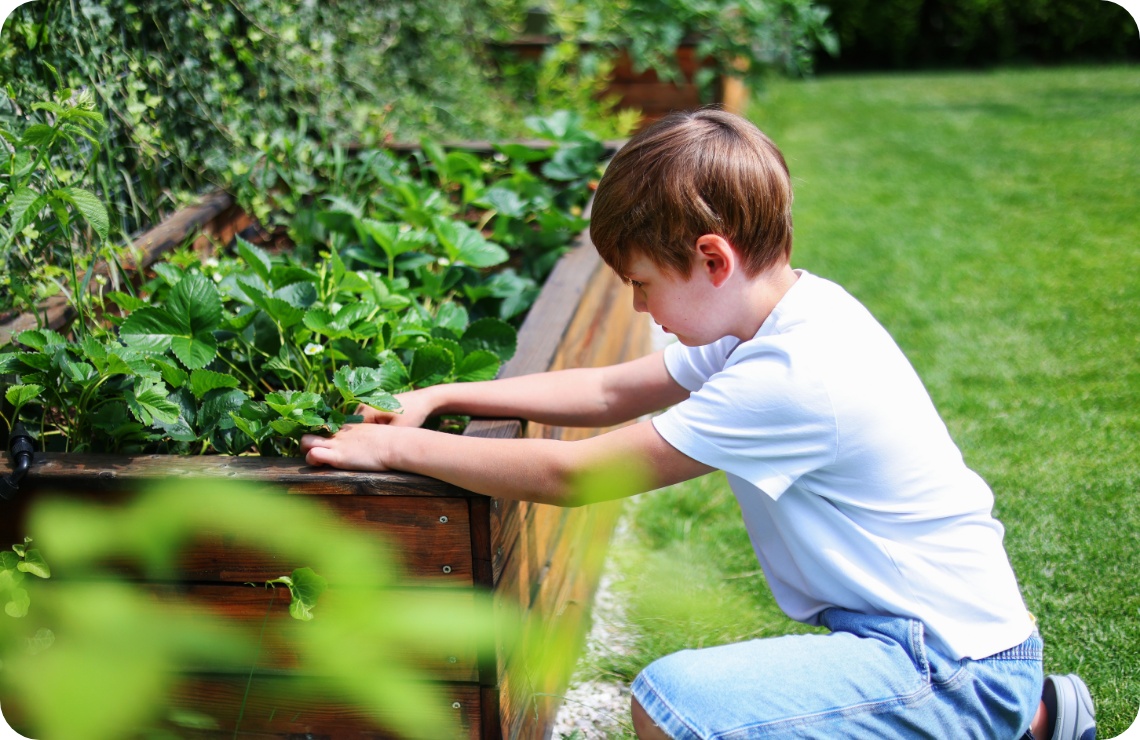 Junge im weißen T-Shirt pflegt Erdbeerpflanzen in einem hölzernen Hochbeet im sonnigen Garten.