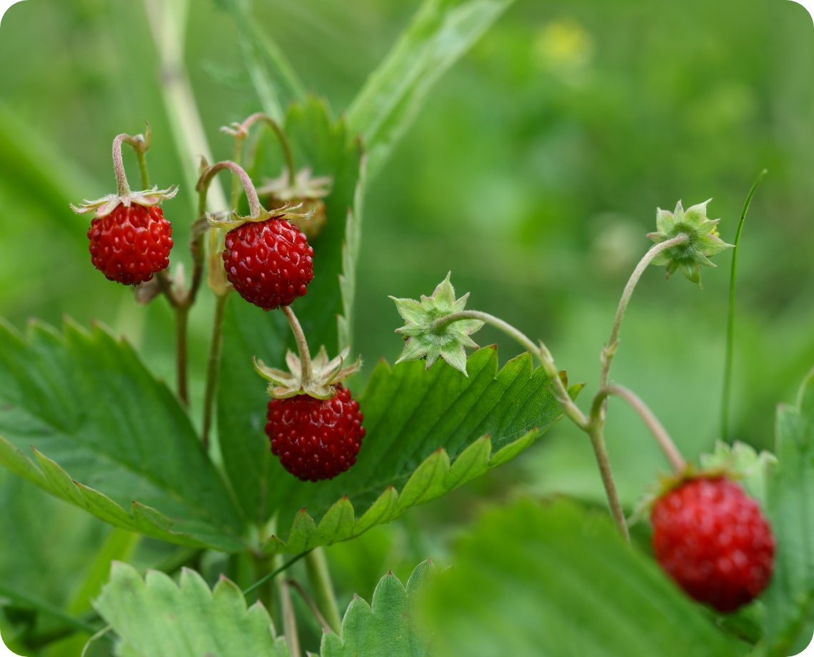 Reife Walderdbeeren an grüner Pflanze mit gezackten Blättern auf natürlichem Wiesenhintergrund.