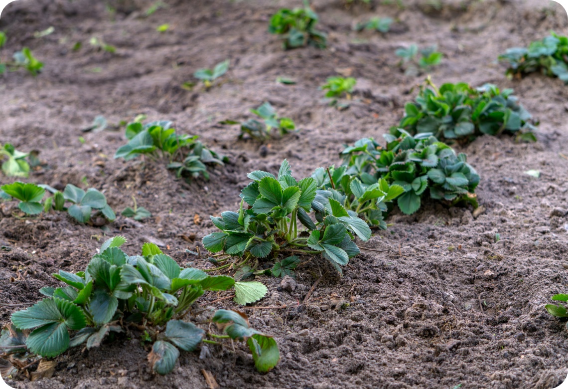 Mehrere Reihen junger Erdbeerpflanzen wachsen auf lockerem, braunem Gartenboden im Beet.