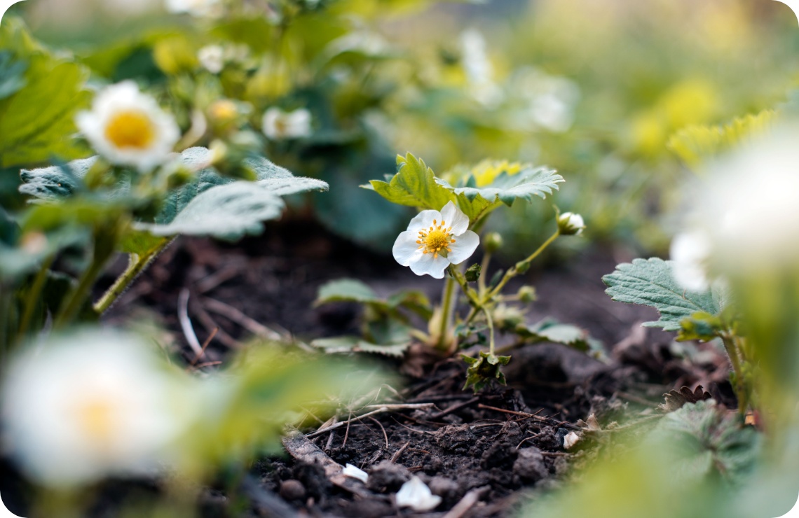 Weiße Erdbeerblüte mit gelbem Zentrum an grüner Pflanze auf dunkler Erde im Gartenbeet.