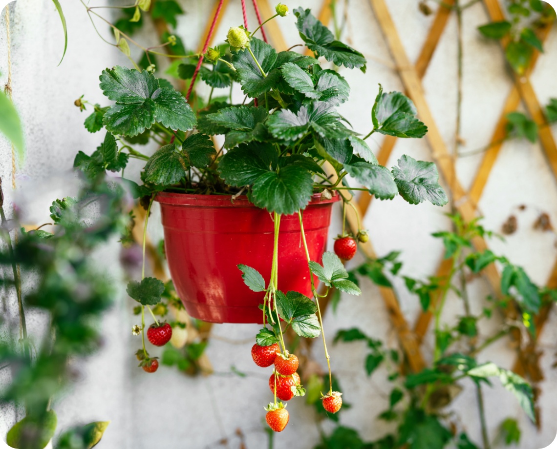 Erdbeerpflanze mit reifen Früchten wächst in rotem Hängetopf vor heller Wand mit Rankgitter.