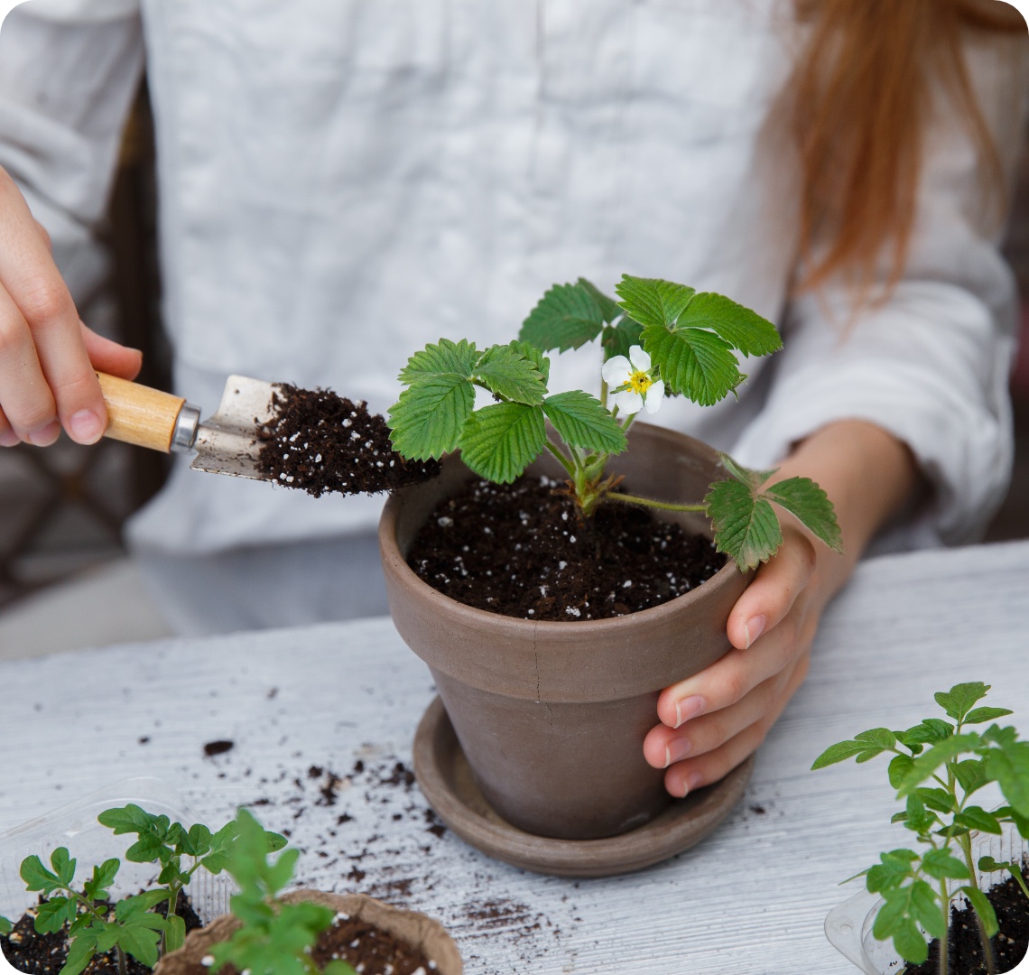 Person füllt Erde in Tontopf mit blühender Erdbeerpflanze auf weißem Tisch beim Umtopfen.