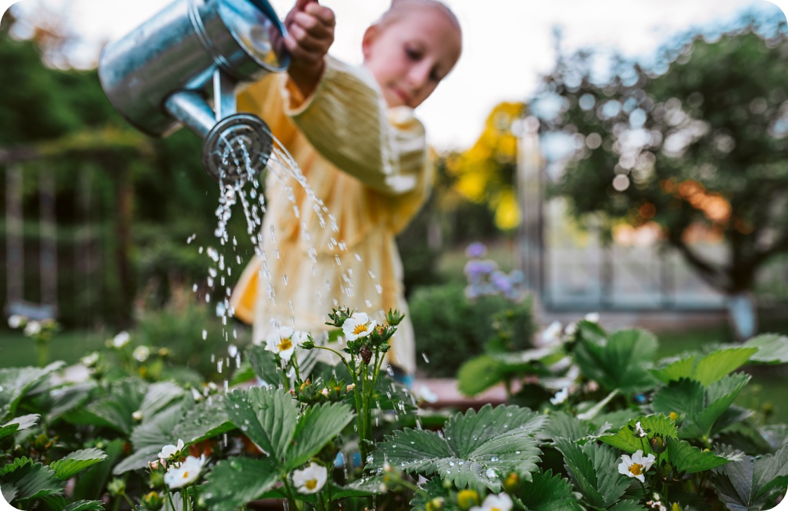 Kind gießt blühende Erdbeerpflanzen im Garten mit Metallgießkanne bei Tageslicht.