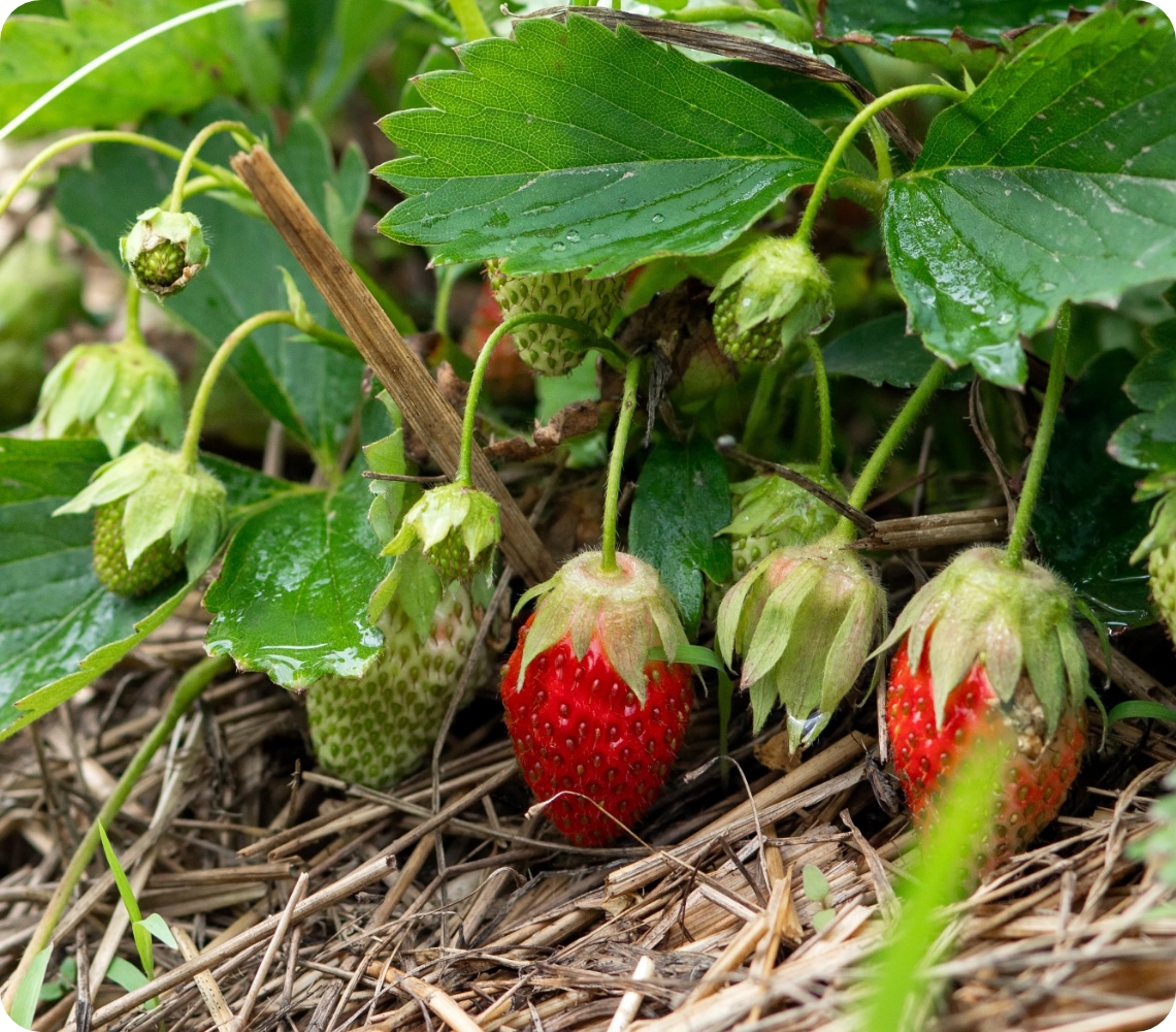 Reifende Erdbeeren unter feuchten Blättern auf Strohmulch im Gartenboden.