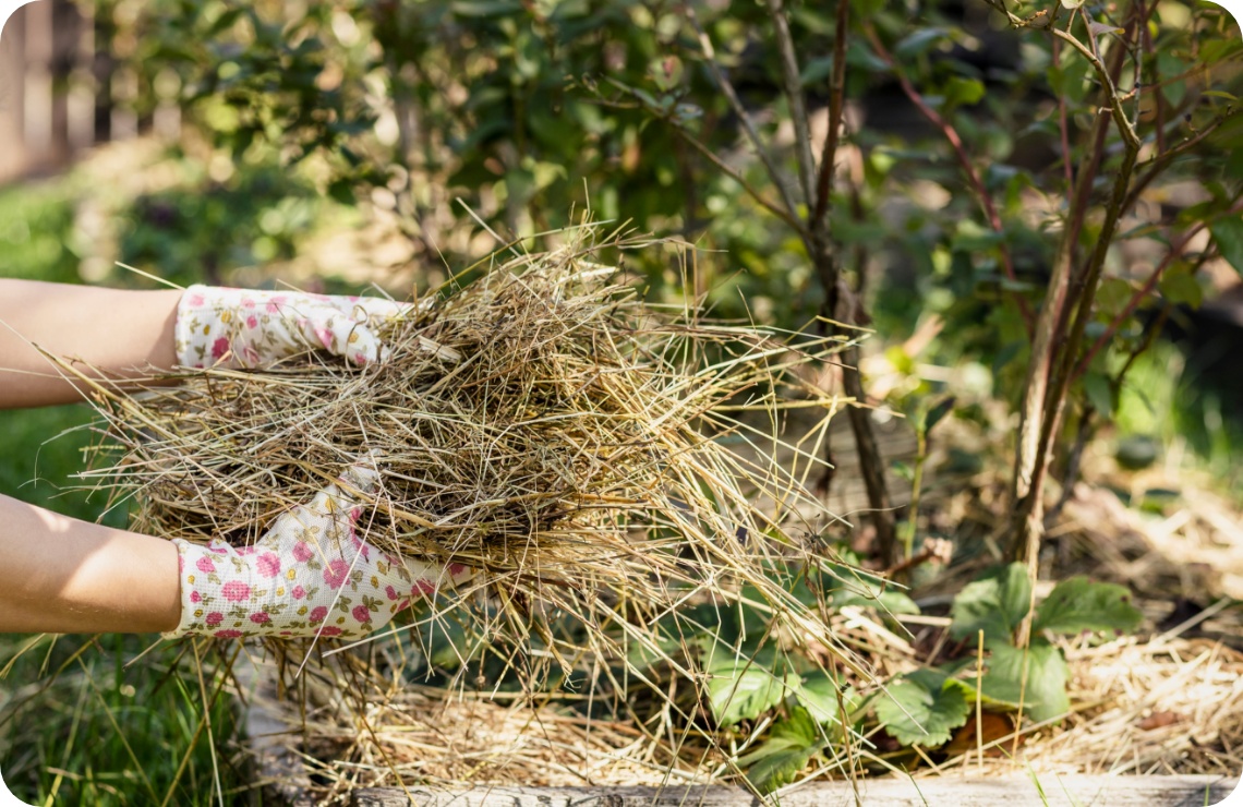 Hände mit Gartenhandschuhen legen trockenen Mulch aus Stroh zwischen Erdbeerpflanzen.