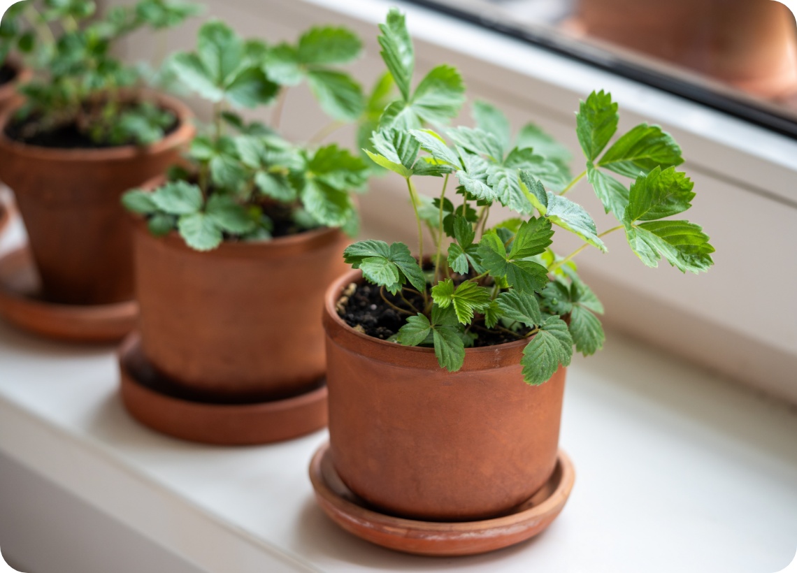 Junge Erdbeerpflanzen in Tontöpfen auf Fensterbank bei Tageslicht.