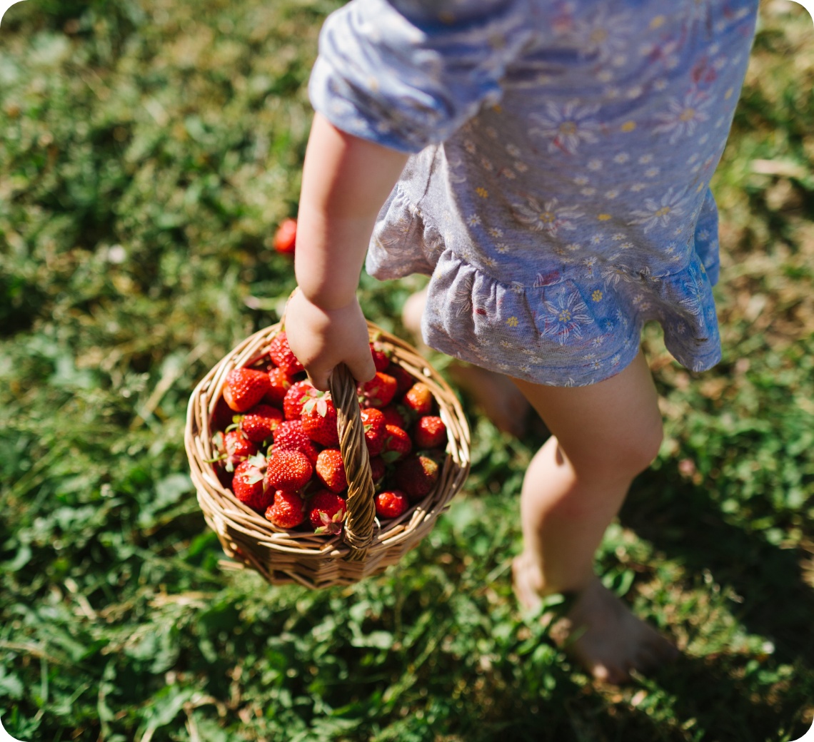 Kind trägt Korb mit frisch gepflückten Erdbeeren barfuß über grüne Wiese.