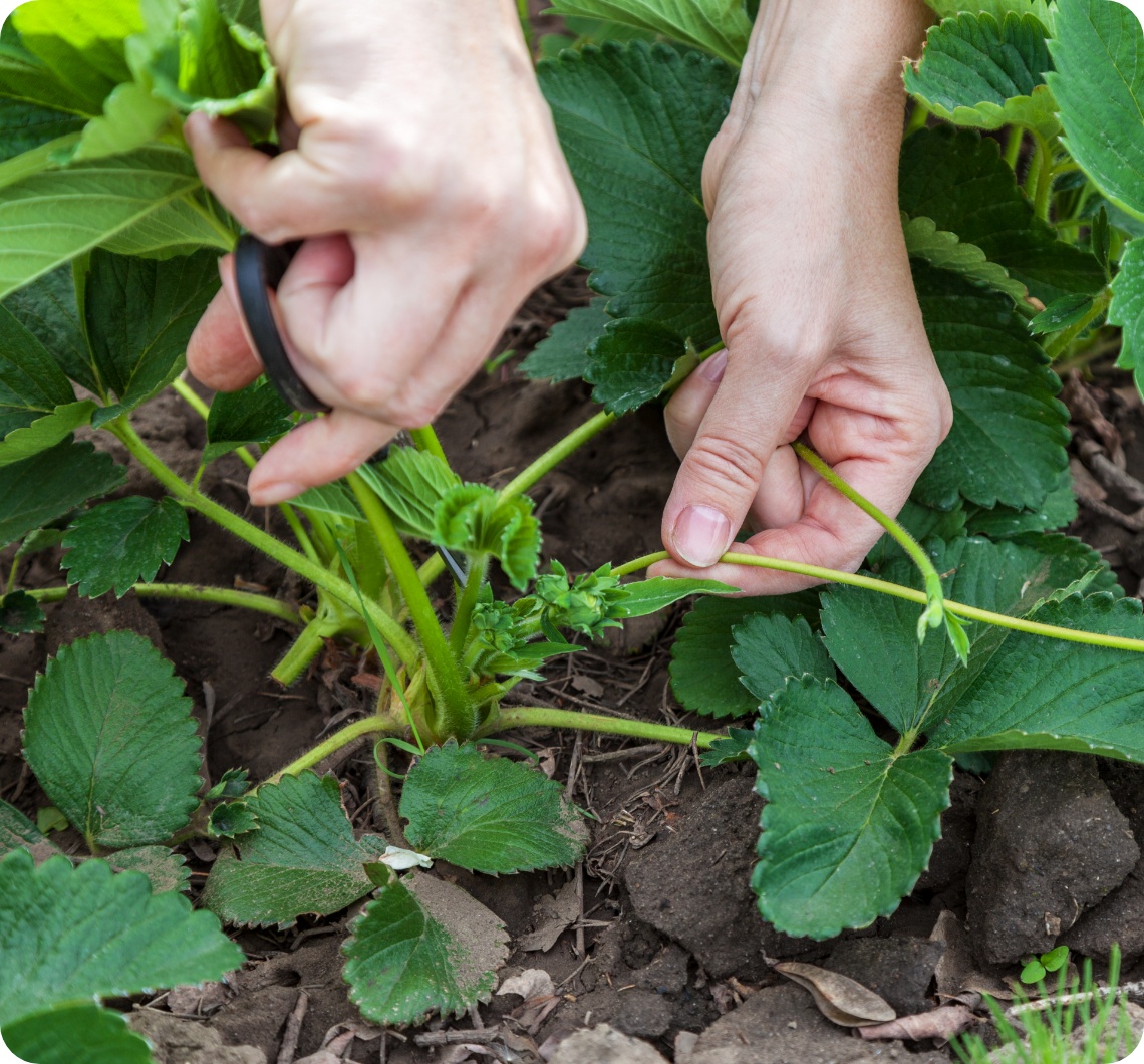 Hände schneiden Ausläufer einer Erdbeerpflanze über lockerer Erde mit Schere ab.