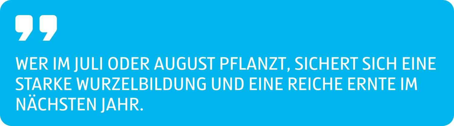 Zitat Wer im Juli oder August pflanzt, sichert sich eine starke Wurzelbildung und eine reiche Ernte im nächsten Jahr.
