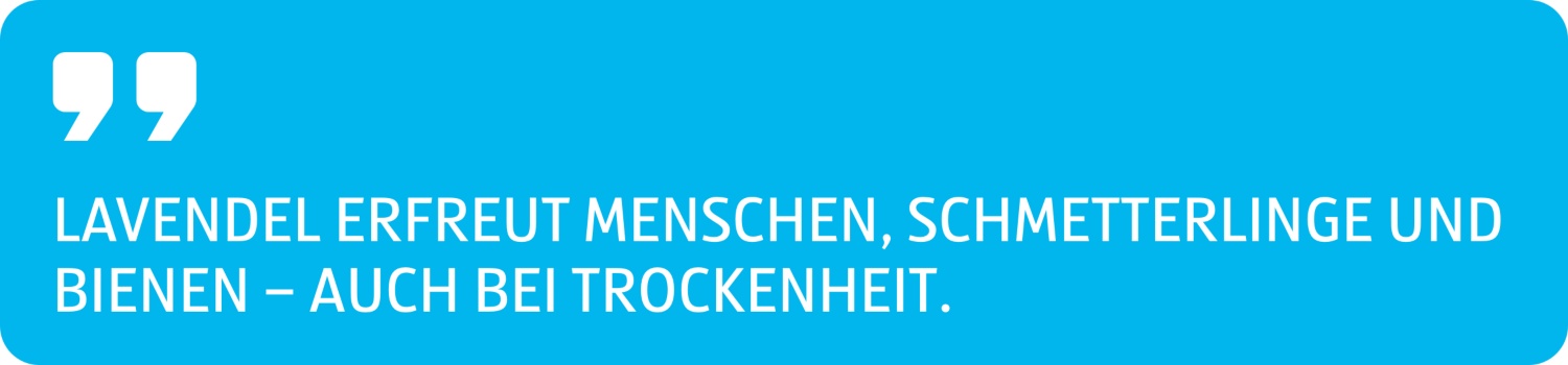 Zitat Lavendel erfreut Menschen, Schmetterlinge und Bienen, auch bei Trockenheit.