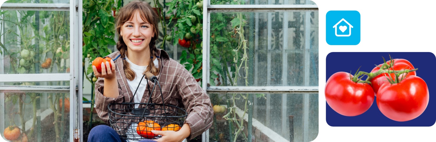 Frau sitzt im Gewächshaus und hält eine frisch geerntete Tomate und einen Korb mit weiteren Tomaten.