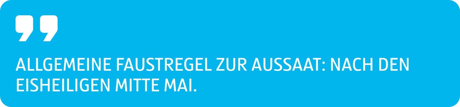 Zitat Allgemeine Faustregel zur Aussaat, nach den Eisheiligen Mitte Mai.
