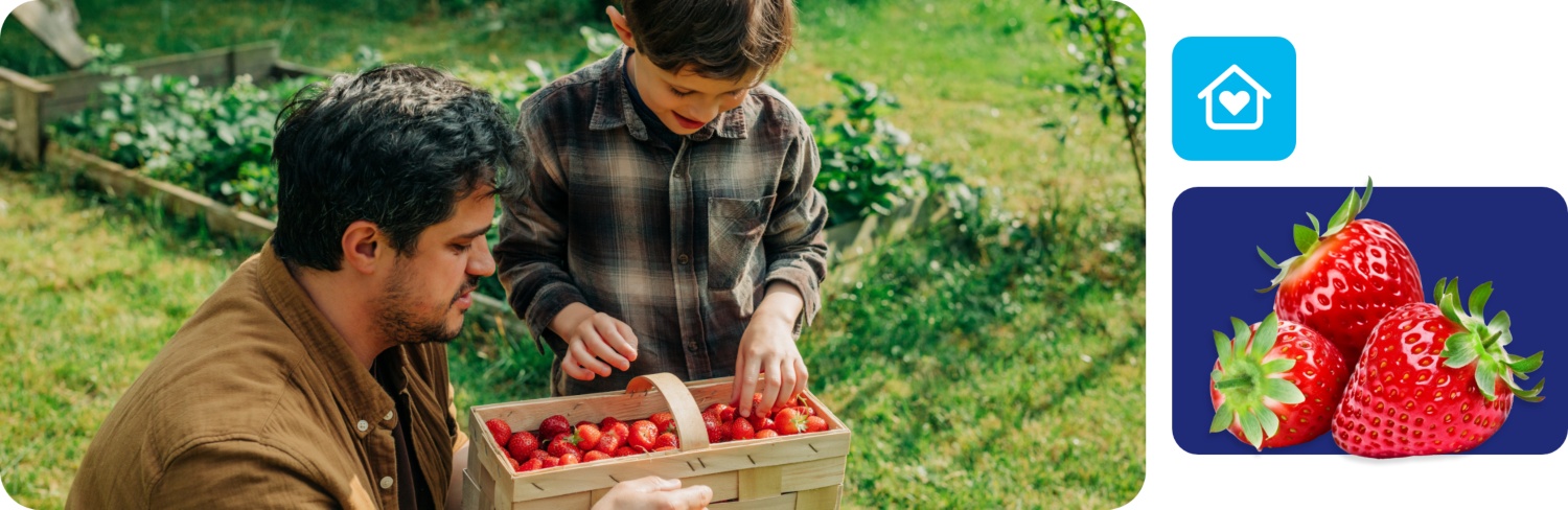 Mann und Kind mit Korb voller frisch geernteter Erdbeeren im Gartenbeet bei Sonnenschein