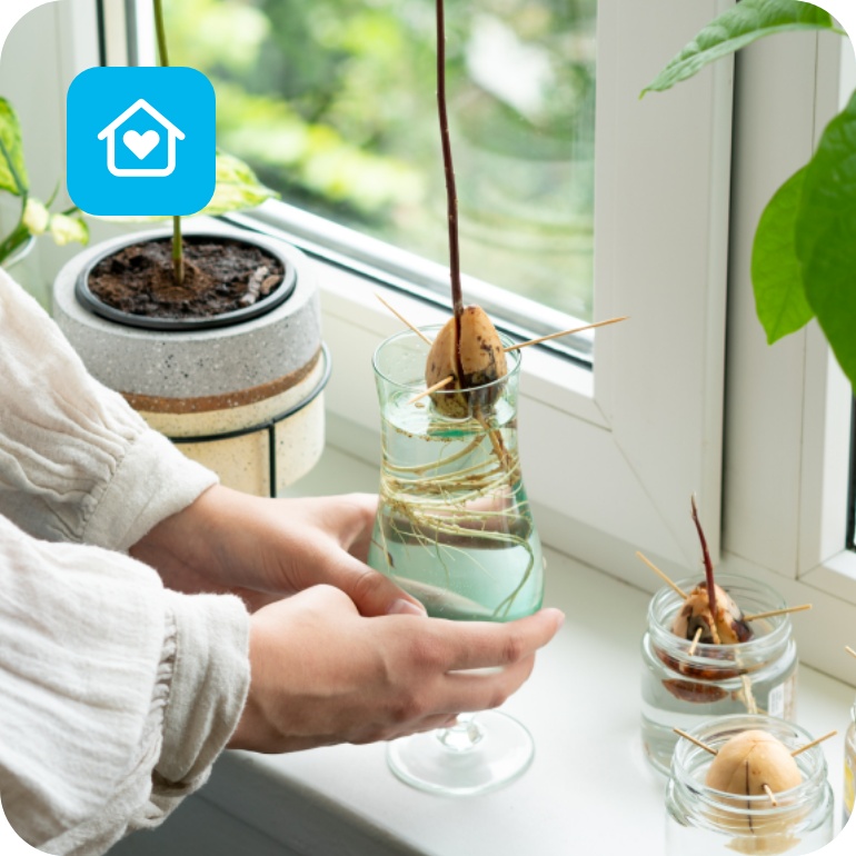Eine stellt ein Wasserglas mit einem wurzelnden Avocadokern auf die Fensterbank. Daneben weitere Kerne und Avocadopflanzen in Gläsern.
