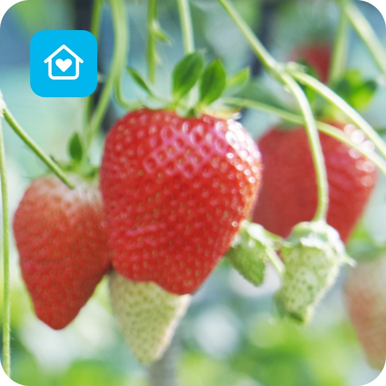 Reife und unreife Erdbeeren hängen an grünen Stielen.