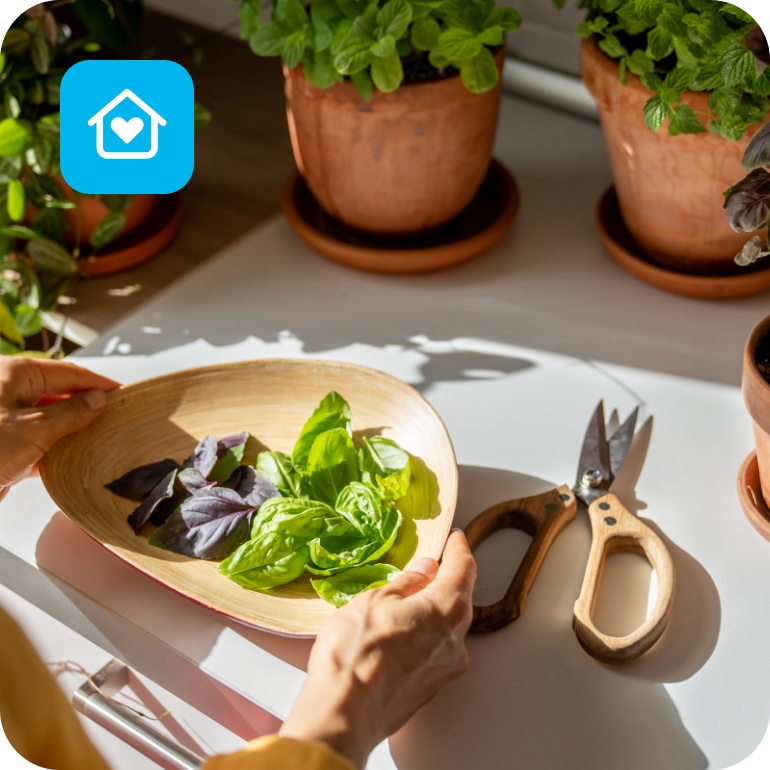 Jemand hält eine Schale mit frischen Blättern Basilikum. Im Hintergrund diverse Küchenkräuter im Topf.