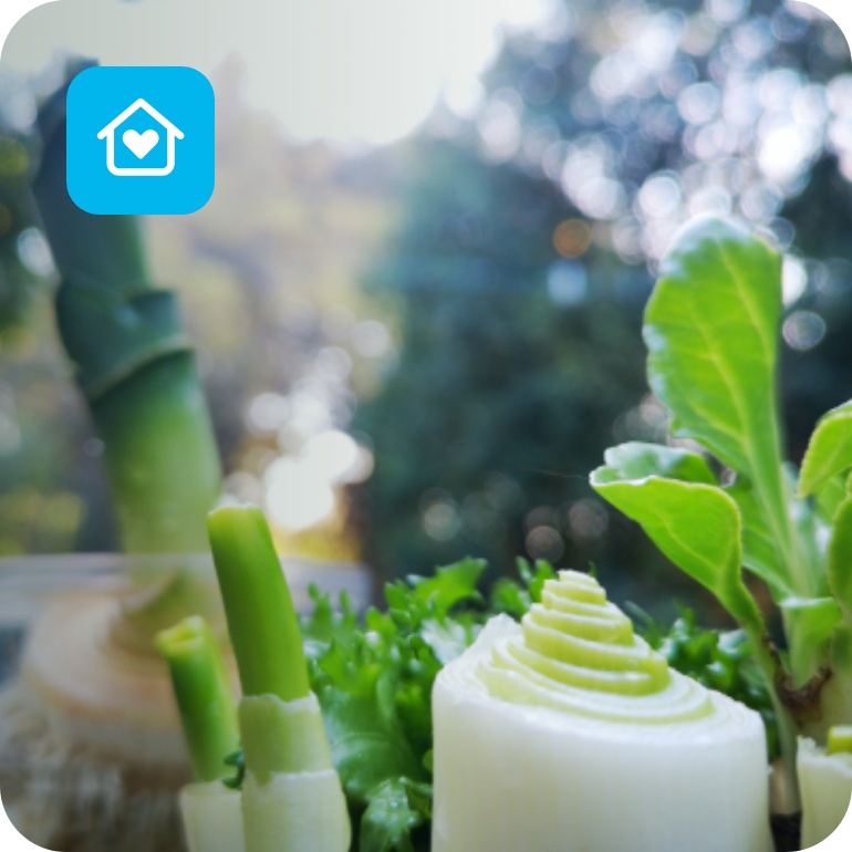 Gemüseabschnitte wie Lauch und Sellerie treiben frisch in Wasser auf Fensterbank aus.