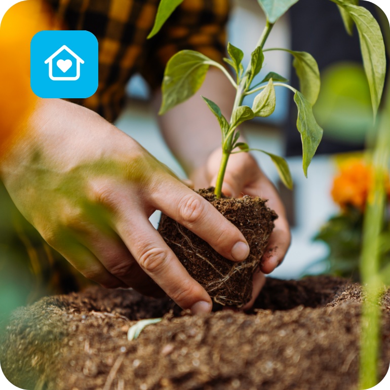 Hände pflanzen junge Gemüsepflanze in lockere Erde, im Hintergrund blühen gelbe und orange Blumen.