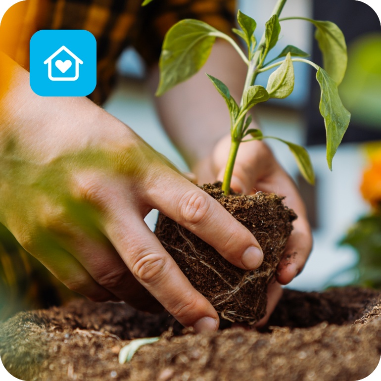 Detailbild beim Einpflanzen im Garten