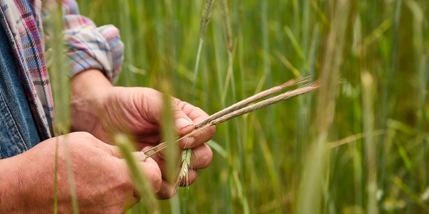 Klaus Schineller hält eine Roggenähre in seinen Händen.