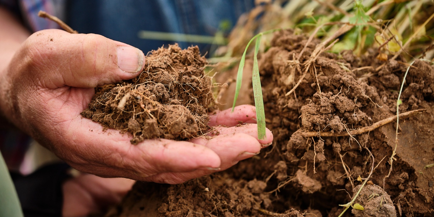 Hand von Landwirt Klaus Schineller mit Erde und Getreidepflanzen.