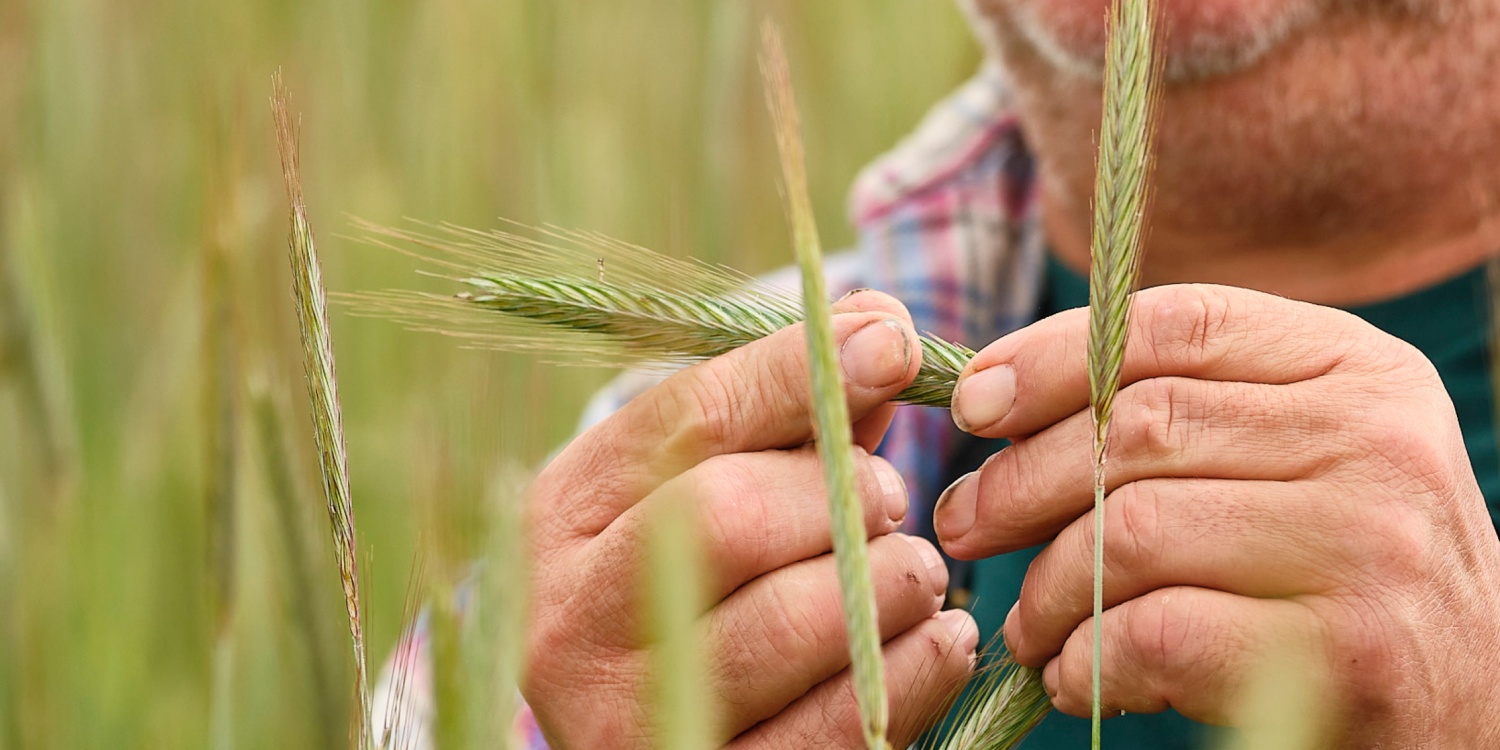 Klaus Schineller prüft eine Roggen-Ähre.