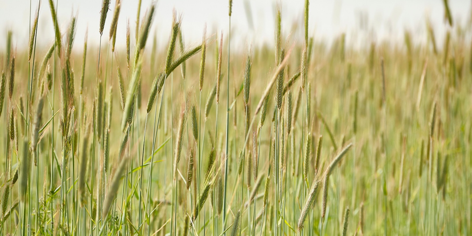 Getreidehalme auf dem Feld.
