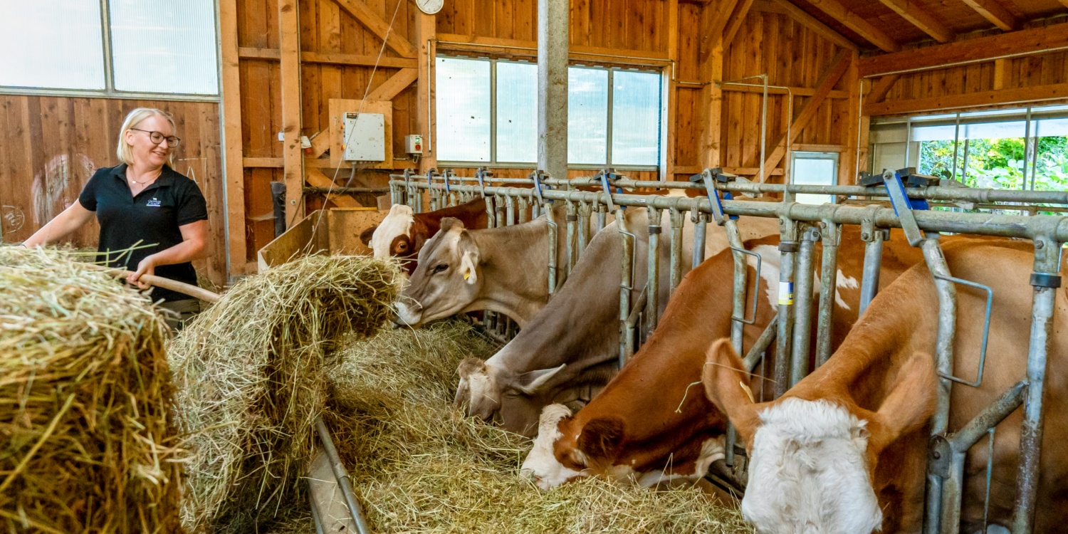 Frau Bernhofer füttert Kühe im Stall.