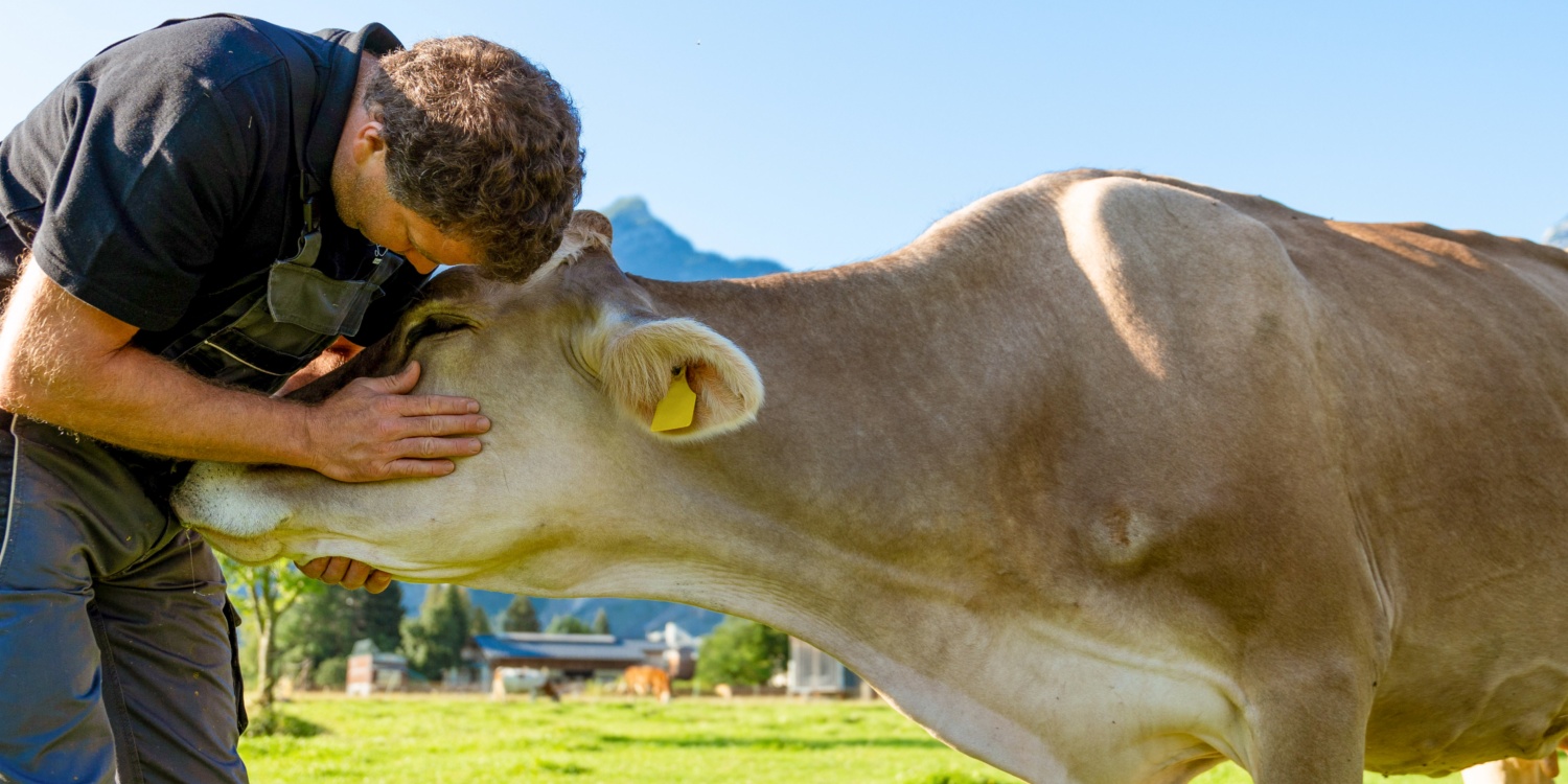 Herr und Frau Bernhofer streicheln eine Kuh auf der Weide.