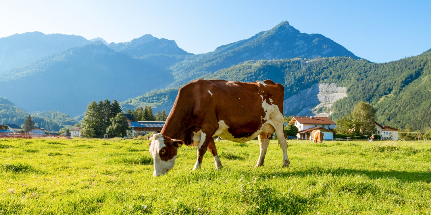 Eine Kuh frisst auf der Wiese.