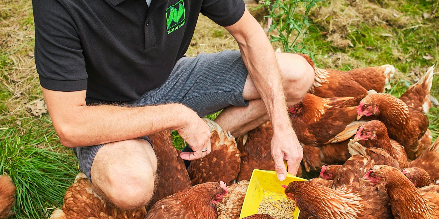 Stefan Berthold füttert seine Hühner.