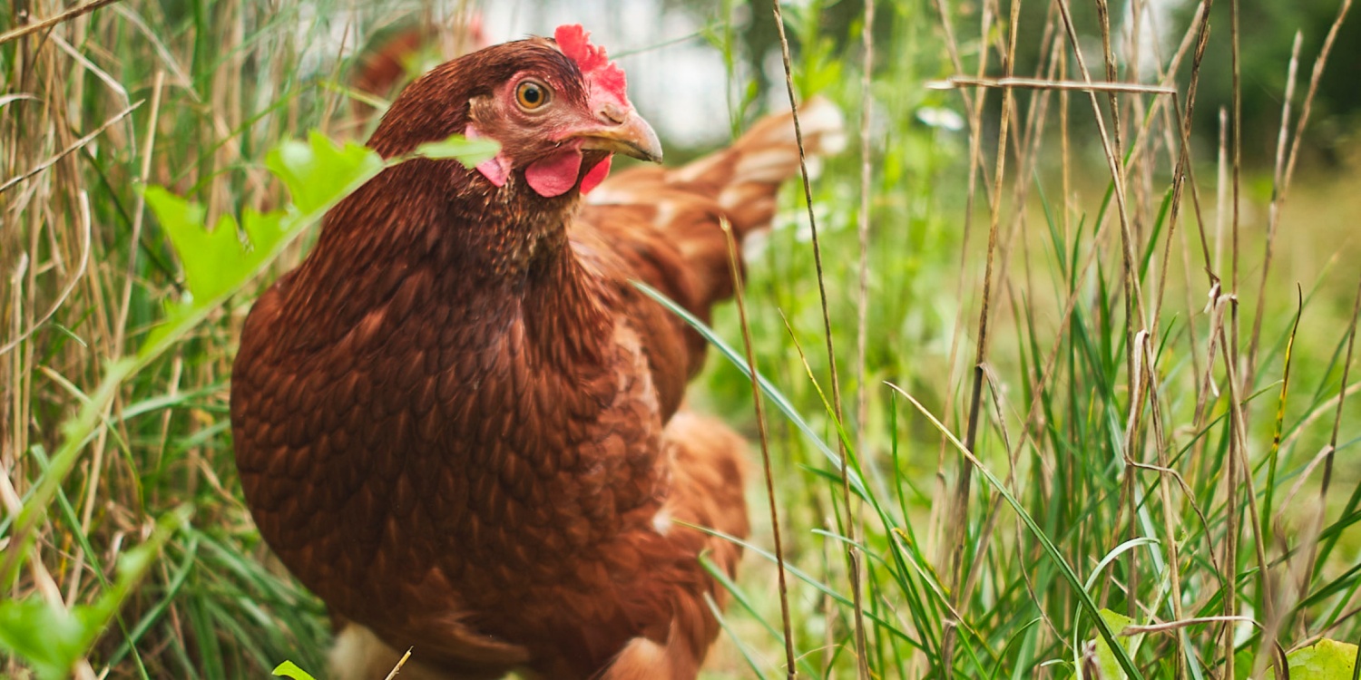 Nahaufnahme eines freilaufenden Huhns im dichten Gras.