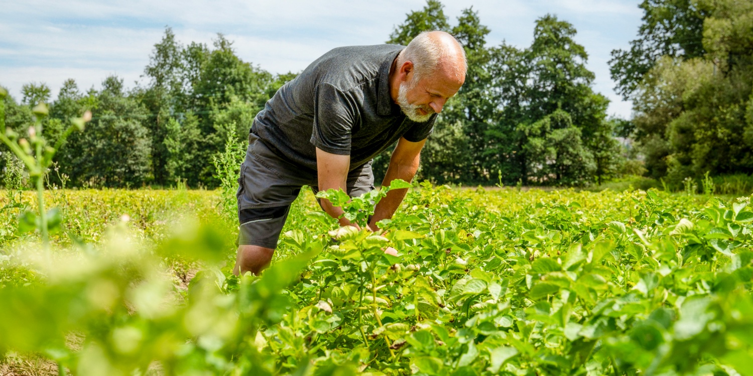 Landwirt Reinhard Brunner beugt sich über ein üppiges Feld und überprüft die Pflanzen, umgeben von grüner Natur und Bäumen im Hintergrund.
