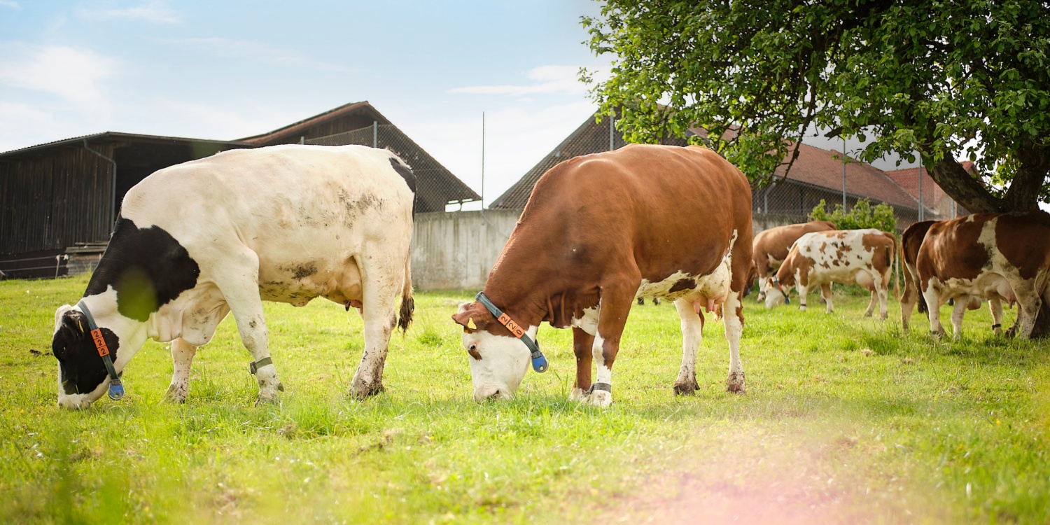 Kühe fressen Gras auf der Weidefläche.