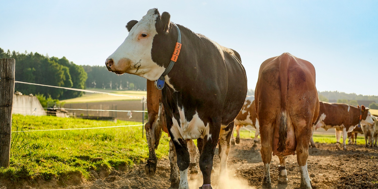 Zwei Kühe auf dem Feld.