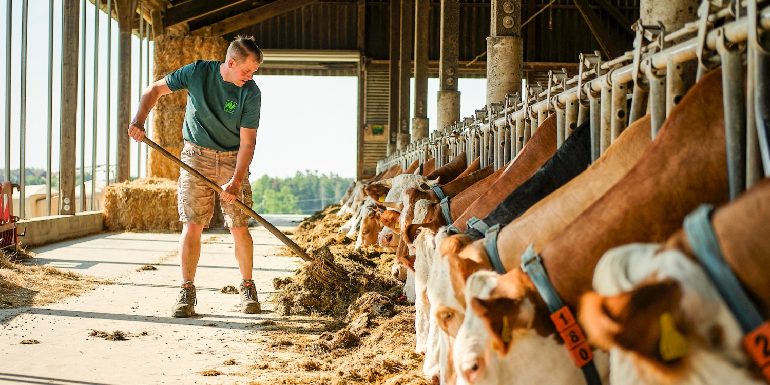 Herr Edmaier füttert die Kühe im Stall.