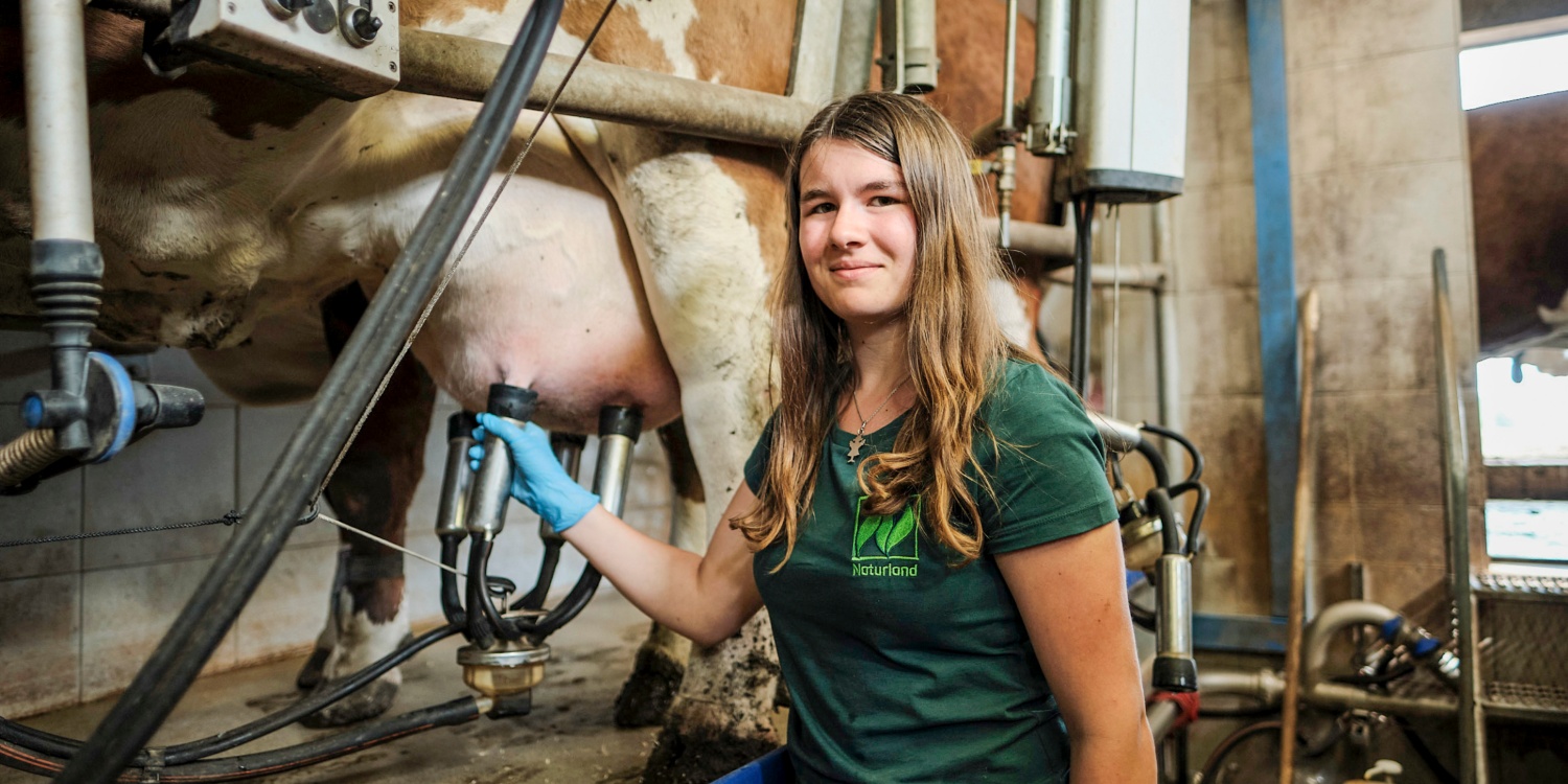 Die Tochter der Edmaiers melkt eine Kuh.