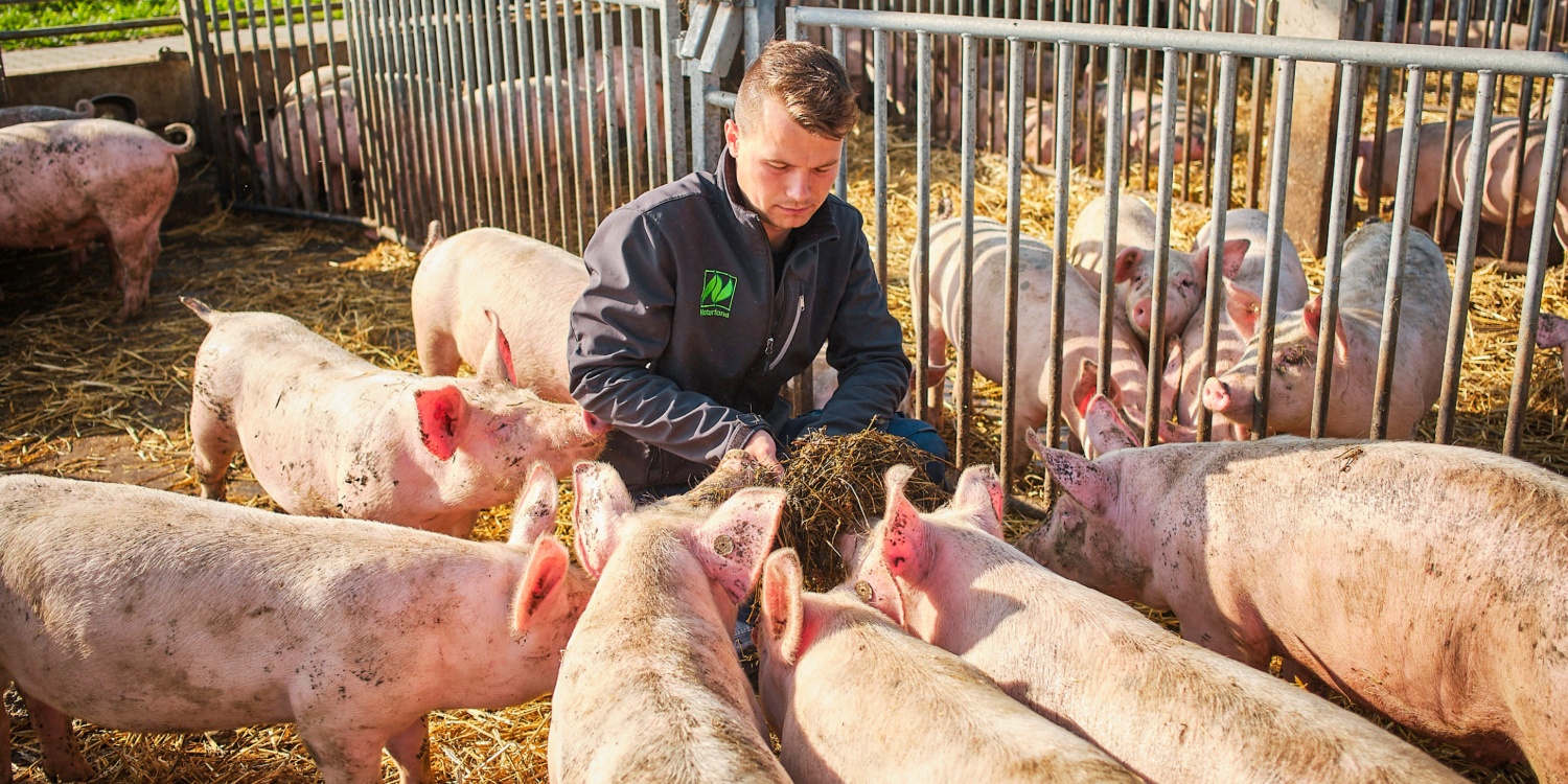 Der Landwirt füttert seine Schweine.