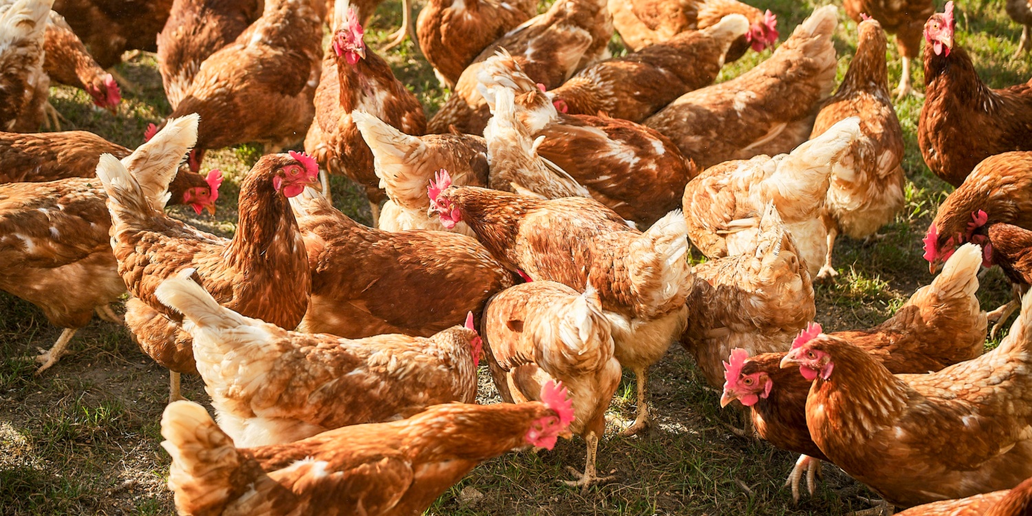 Eine Gruppe Hühner bei der Fütterung