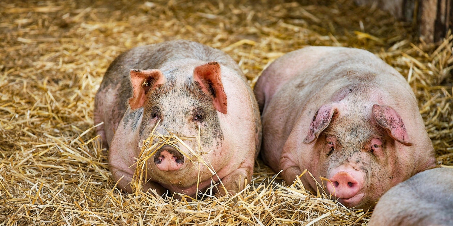 Zwei Schweine liegen nebeneinander im Heu.