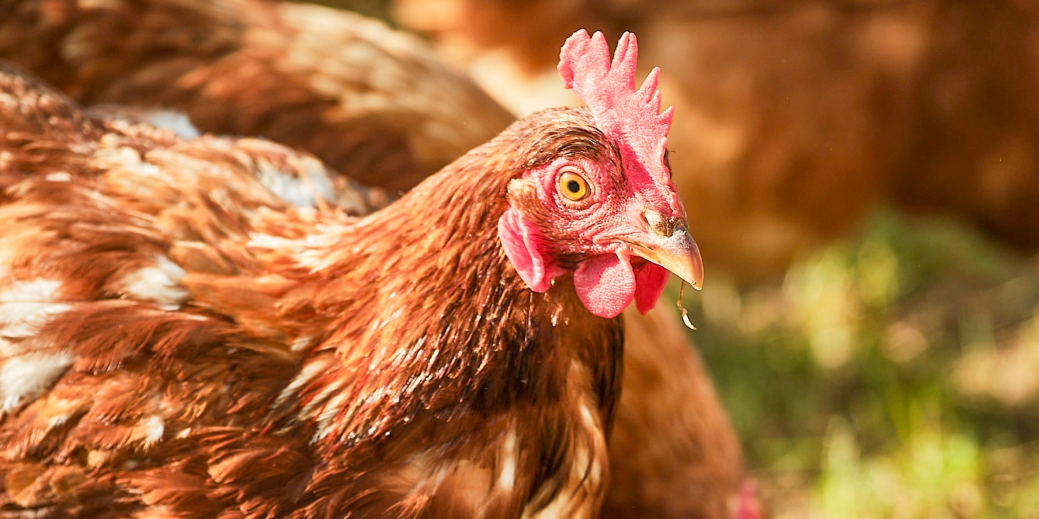 Nahaufnahme eines Huhns.