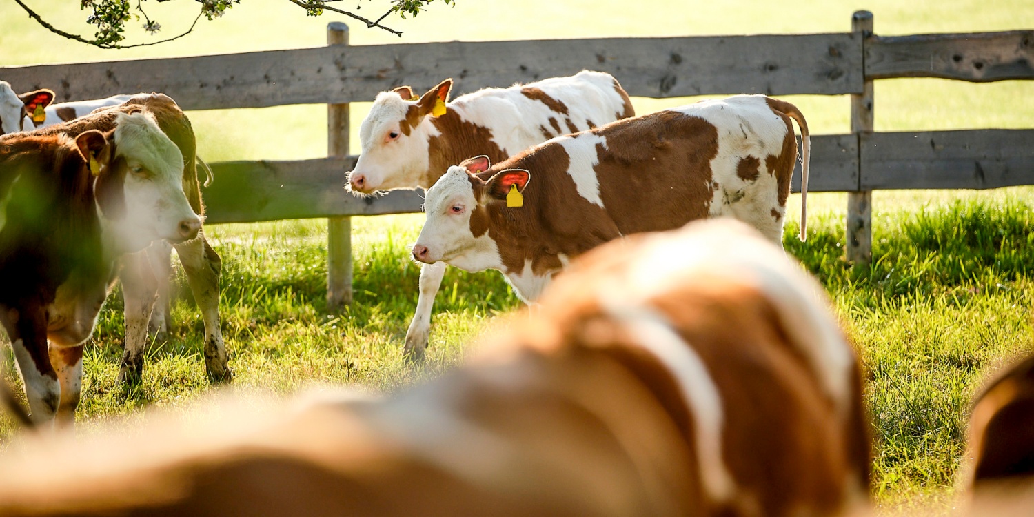 Kälber im Freilauf-Gehege.