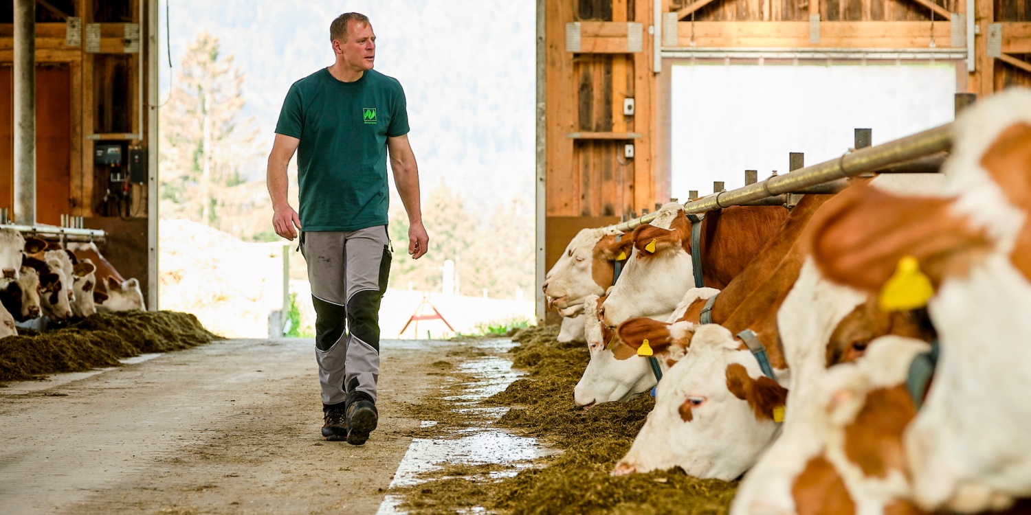 Hans Fichtner läuft durch den Stall in dem seine Kühe fressen.