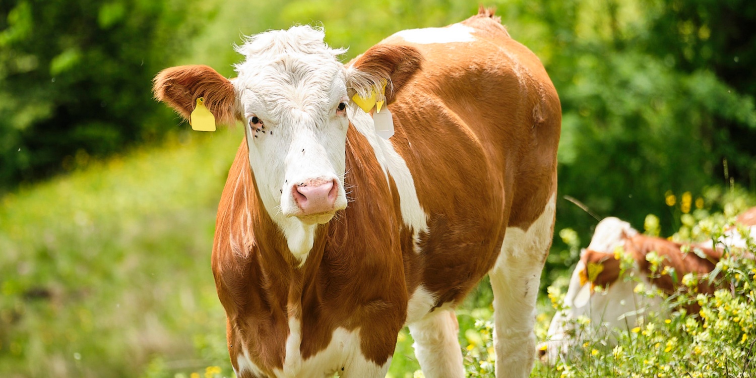Nahaufnahme einer Kuh auf der Wiese.