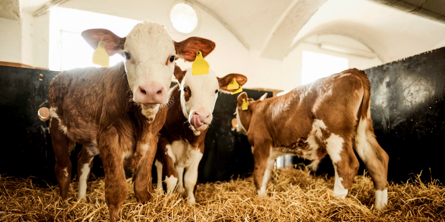 Drei Kälber im Stall