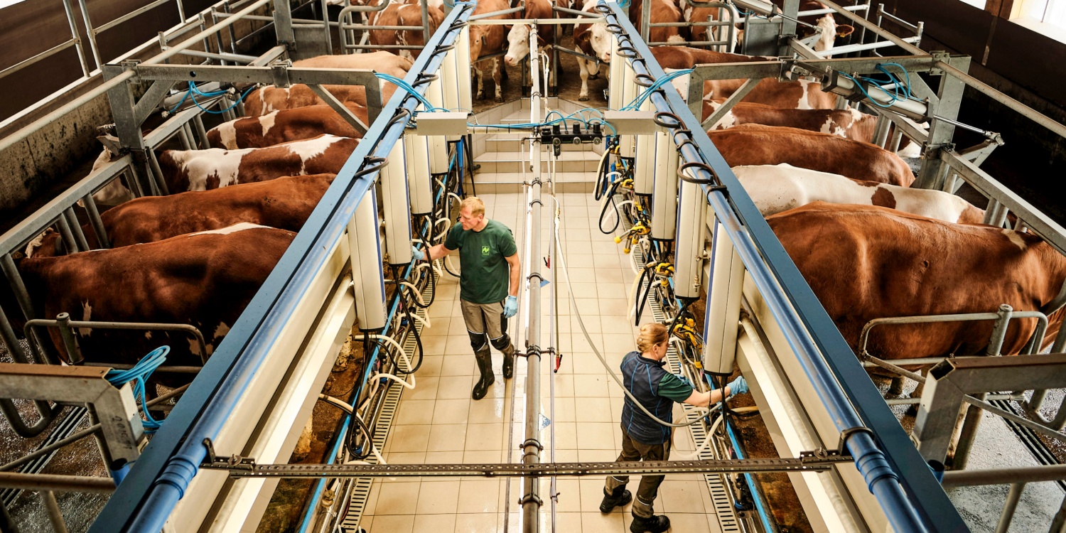 Landwirte melken Milchkühe mit Melkanlagen.