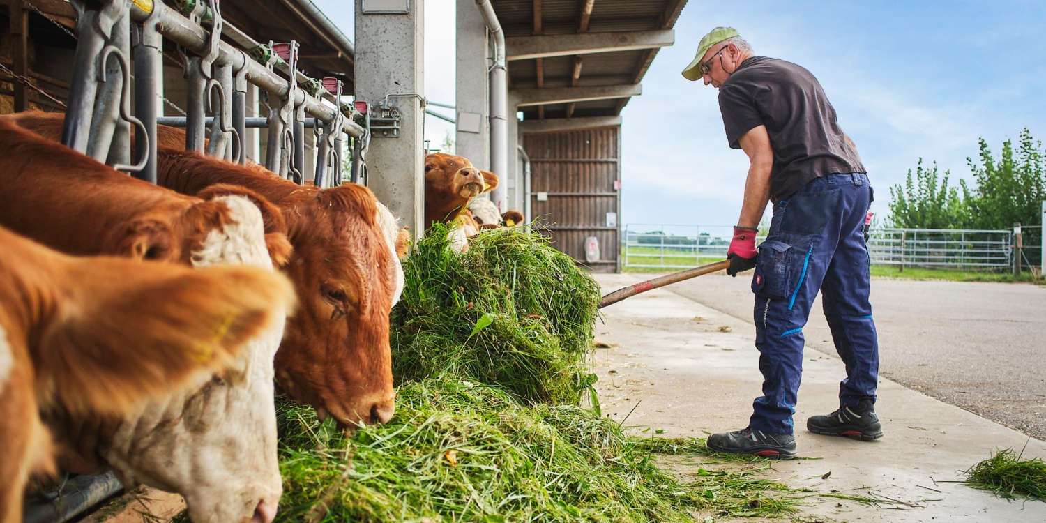 Ein Mitarbeiter der Stiftung Johannes füttert Kühe mit Gras.