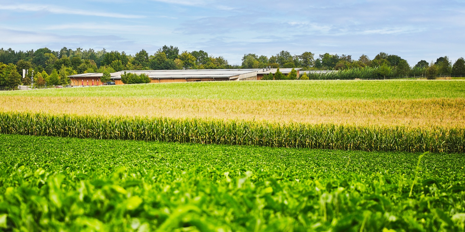 Getreidefelder der Stiftung Sankt Johannes